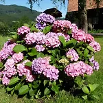 Rommelehof 4* Gutach
