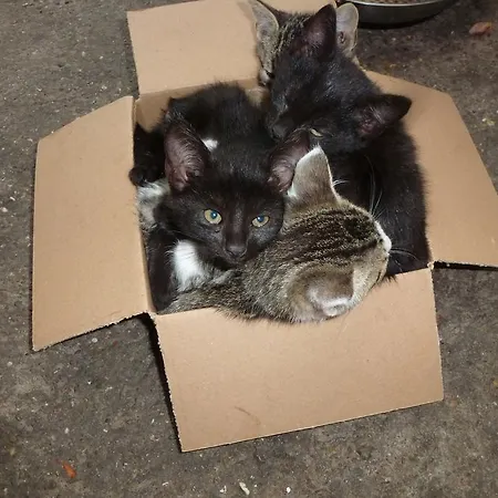 Rommelehof Pensión 4*