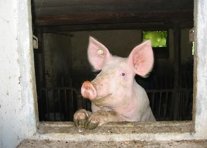 Rommelehof 4* Gutach