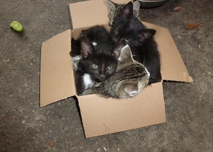 Rommelehof Pensjonat 4*