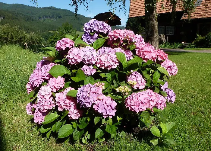 Rommelehof 4* Gutach